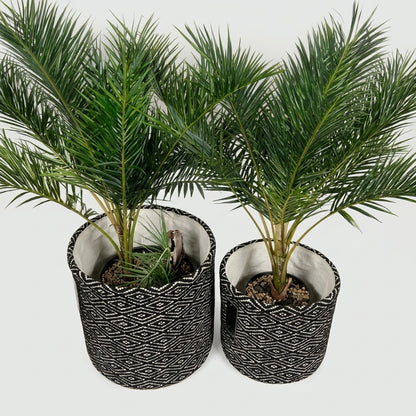 Two potted young palm trees with green fronds, planted in black and white patterned fabric pots with a white fabric liner, set against a plain white background.