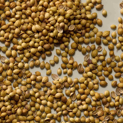 A close-up top-down view of many small Coriander seeds scattered across a light beige surface.