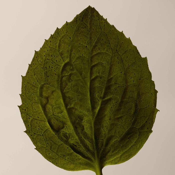 A single green leaf with serrated edges and prominent veins, photographed against a plain light beige background.