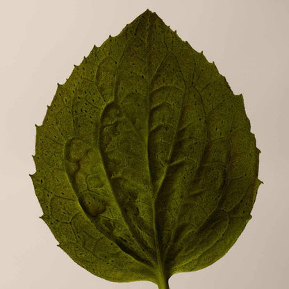 A single green leaf with serrated edges and prominent veins, photographed against a plain light beige background.