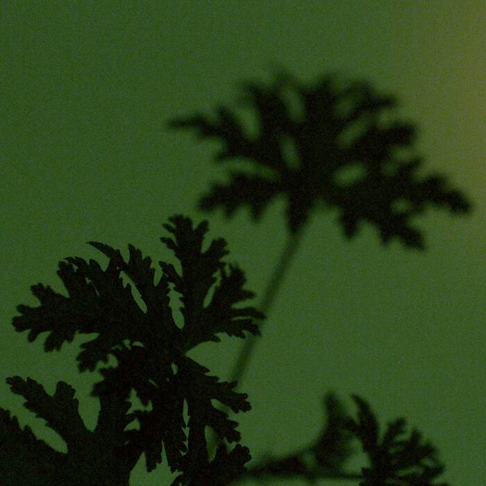 Silhouette of palm trees against a green sky