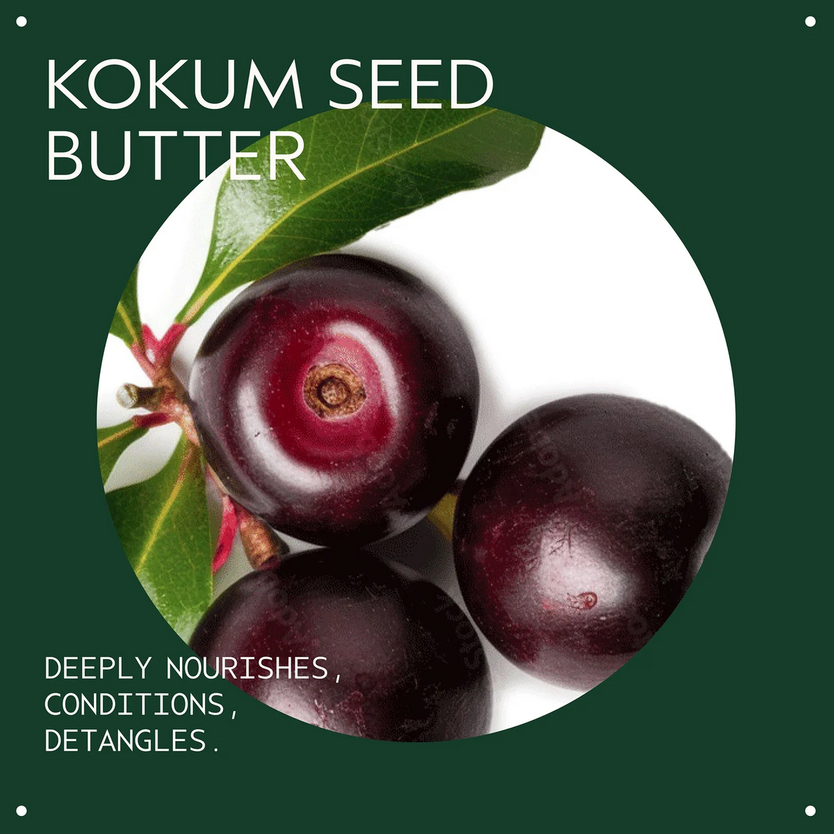 Kokum seed butter with kokum berries and leaves on a green background